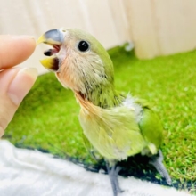 うわぁ〜い🌟せのびのびのびコザクラさん！！　コザクラインコ　ノーマル