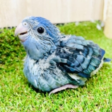 🌟必見です🌟🫐深海のような色合いのサザナミさん参上✨　サザナミインコ　コバルト