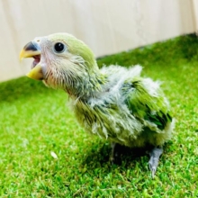 楽しいことたっくさんワチャワチャしたい🎵　コザクラインコ　ノーマル