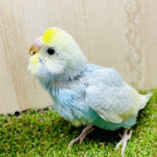 プリティーキューティースマイルマーメイドちゃん！！　セキセイインコ　パステルレインボー