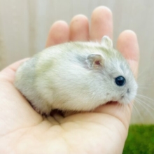 わちゃもちゃわちゃもちゃおもちハムスター🐹💗　イエロープディングハムスター　男の子
