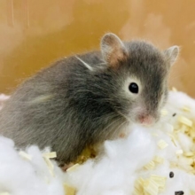 大人にはバレないようにこ〜っそり背伸びしてるの😉　セーブルハムスター　男の子