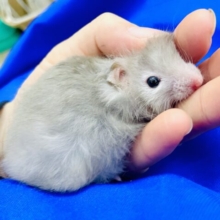 まったく！ぜいたく😚💗やっぱり言いすぎ？🐹　セーブルハムスター　男の子