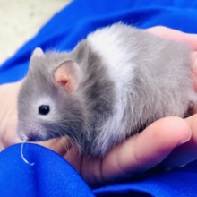 能動的キューティーだから活発に行こうよ🎵🐹　セーブルハムスター　バンデット　女の子　