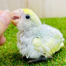 詰め込んじゃってポップ🍰アラモード🍨　コザクラインコ　ブルーチェリーパイド