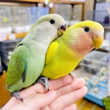最新画像になりますよ🌟大胆な可愛さ行使で特権の欲張りポリシー🤭　コザクラインコ　ブルーチェリー