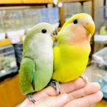 最新画像になりますよ🌟いかなるときもスウィーティースタンス💛💚　コザクラインコ　タイガーチェリー
