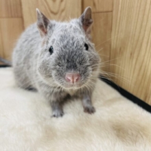 【動画更新🪄】綺麗なカラーの好奇心旺盛な🩶デグー（シルバー）男の子