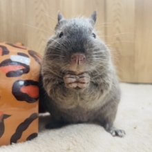【動画更新🪄】キュートなお顔に一目惚れ🍫♡デグー（チョコレート）男の子