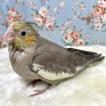 オカメインコ  シナモン  ☕🤎
