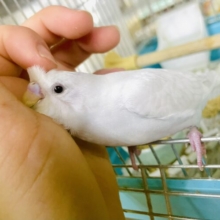 最新画像になりますよ🌟真っ白な雪のように〜⛄️⛄️⛄️ふんわりホワイト！！　セキセイインコ　ダブルファクター