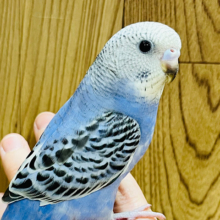 触れ合うほどにハマります♡セキセイインコ(オパーリン)