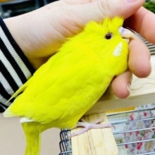 最新画像になりますよ🌟ジャンボ🐤「う〜〜ジャンボぉぉ！！！！」ジャンボ級のジャンボさん💗　ジャンボセキセイインコ　ルチノー