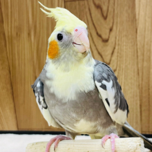 表情豊か♪好奇心旺盛さん‪☆オカメインコ(パイド)