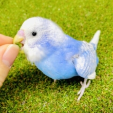 最新画像になりますよ🌟バカンスを謳歌するふわふわインコとは自分のこと〜🎵🎵🎵　セキセイインコ　スパングル