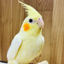 アイドル級の可愛さっ♡オカメインコ(ルチノー)