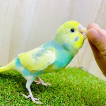最新画像になりますよ🌟つんつんつんつん。追いかけたい💨　セキセイインコ　パステルレインボーパイド