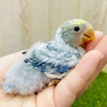 シークレット🌕月に恋するモードで🌕🌕💙　コザクラインコ　バイオレットパイド