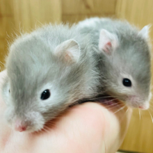 まるで分身してるみたい♡セーブルハムスター（男の子）