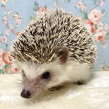 ハリネズミ  ノーマル  女の子🦔🌼