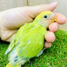 🍬🟢和を似て貴しとなす🟢🍬　コザクラインコ　オパーリンパイド
