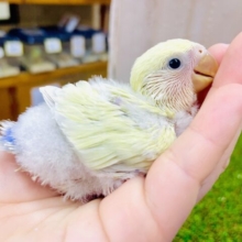 おっきいキャンディ🍬みたいに甘くて丸くてふわふわに☔️☔️☔️ コザクラインコ　オーストラリアンシナモン系