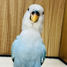 【最新画像更新🪄】わた毛天使が舞い降りた🫧コザクラインコ(ブルーチェリーオパーリン) ヒナ