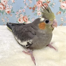 オカメインコ  ノーマル  🐦🪶‪🧡‬‪