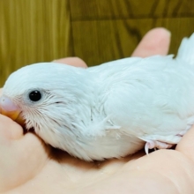 かくれんぼは苦手😂？セキセイインコヒナ(ダブルファクター)