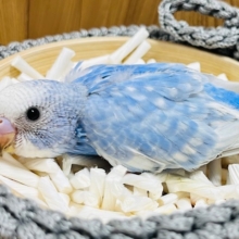 上目遣いがたまりませぬ♡セキセイインコヒナ(スパングル)