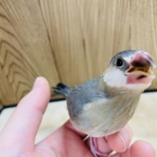 【最新画像更新🪄】無言で見つめるその先に。。。桜文鳥 ヒナ