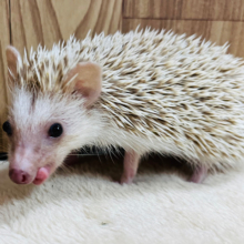 足の速さなら負けないぞ‪☆ハリネズミ(シナモン) 男の子