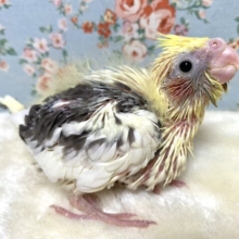 オカメインコ  パイド  🐥🐦♪