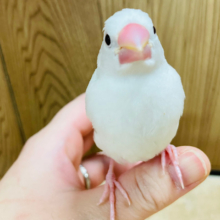 【最新画像更新🪄】真っ白ふわふわ♡甘ったれさん♡白文鳥 ヒナ