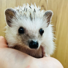食べることと寝ることが大好きなんだっ‪☆ ハリネズミ(ノーマル) 男の子