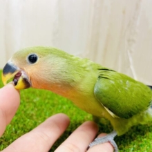 甘えん坊🩷最新画像になりますよ🌟ね〜えっ？😍必殺のおねだりです💗　コザクラインコ　ノーマル