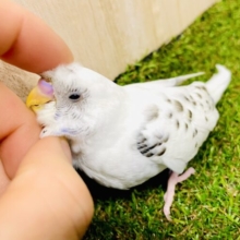 最新画像になりますよ🌟ハーゲンダッツことクッキー&バニラセキセイさんだよ🍨🍨🍪🍪　　セキセイインコ　ホワイトハルクイン