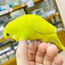 さし餌2回😋最新画像になりますよ🌟ホカホカあったまろ〜☀️手の温もりにほっこり　セキセイインコ　ダブルファクター