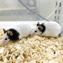 パンダマウス　女の子2匹🐼🐭٭•。❁
