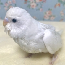 セキセイインコ ホワイトダブルファクター  ‎🤍🫧*