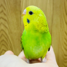 手の上って居心地良いね♪セキセイインコ(オパーリン)