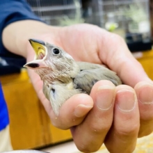 最新画像になりますよ🌟コーヒー☕️カップの中をマーブルにこぼしたような文鳥さん☕️　桜文鳥
