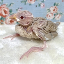 シナモン文鳥 ヒナちゃん入舎🤎💛🧡∗*ﾟ