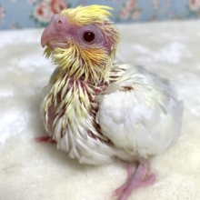 オカメインコ  ルチノー  🐥🪶*.゜