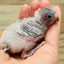 儚い系インコ🫧セキセイインコ(ノーマル) ヒナ