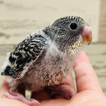 お顔が可愛すぎます♡セキセイインコ(ノーマル) ヒナ