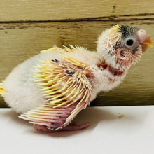 ひよこじゃないよ！インコだよ‪☆セキセイインコ ヒナ