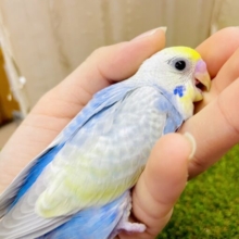 最新画像になりますよ🌟パステル•ラメのグラデ•レインボー🌈🩵💛　セキセイインコ　レインボー