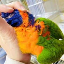 最新画像になりますよ〜‼️カラフルで愉快なゴシキセイガイさん💗　アカエリゴシキセイガイインコ