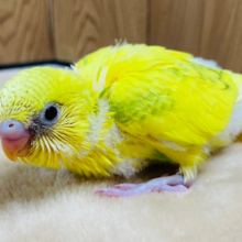 ビタミンカラーのお花が咲いた🌼セキセイインコ(スパングルパイド) ヒナ